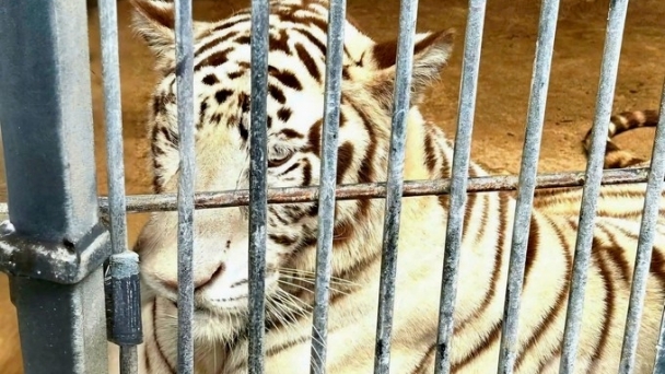 Investigate people having contact with dead tigers suspected of getting influenza A/H5N1